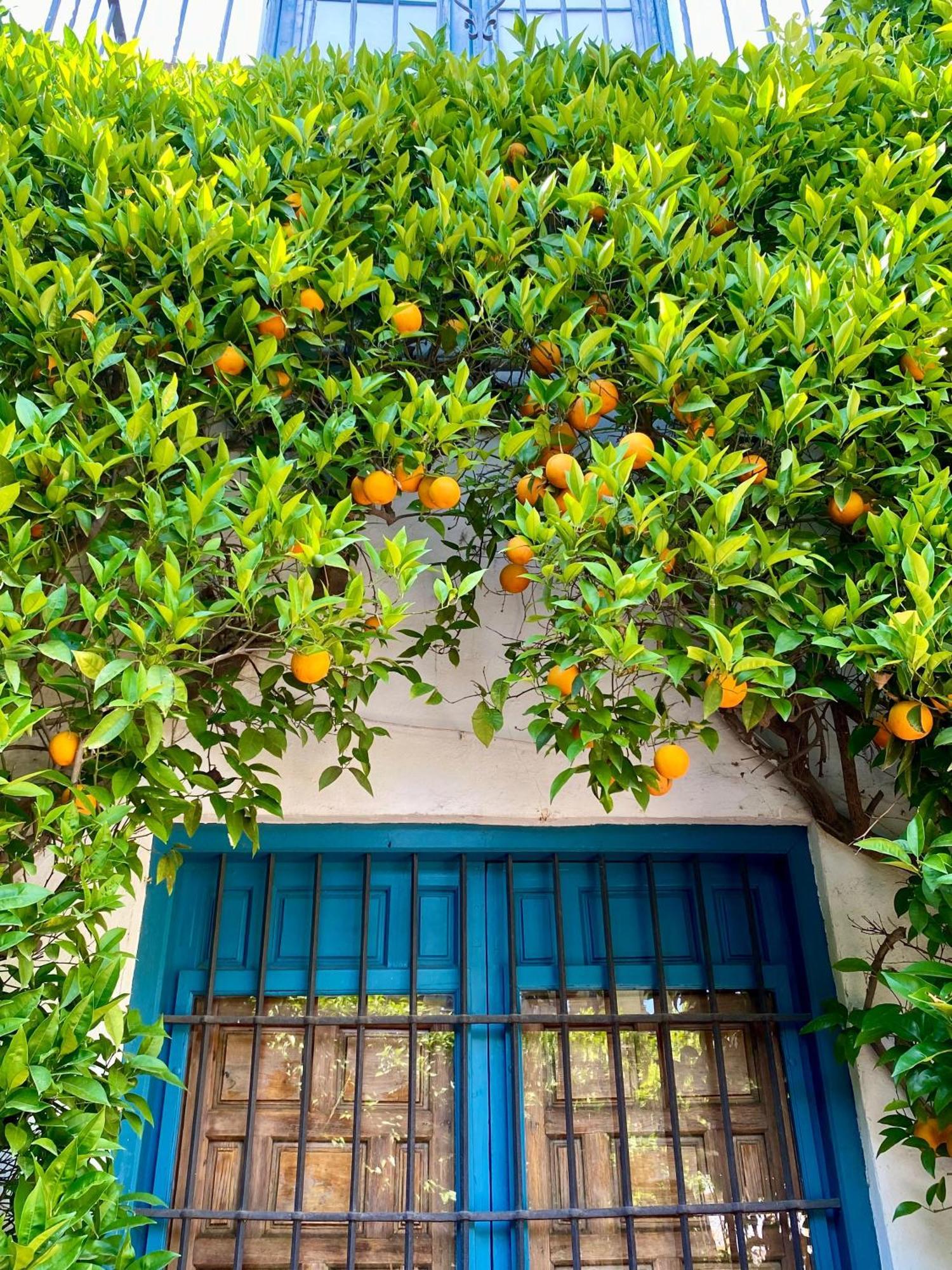La Buganvilla De Santiago Córdoba Buitenkant foto